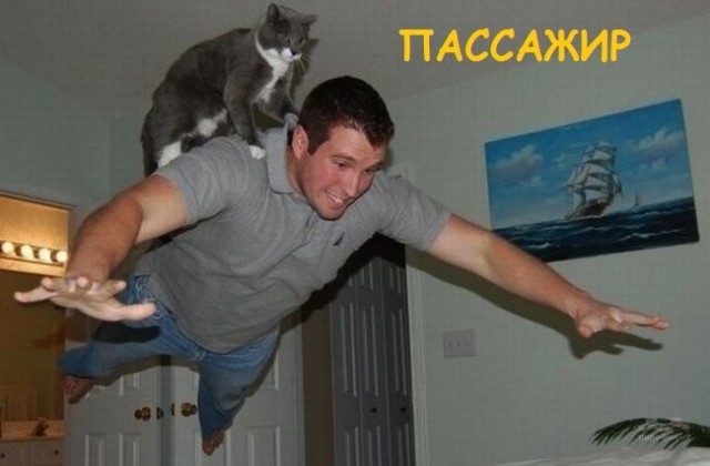 Такие разные и забавные котики Такие разные и забавные котики