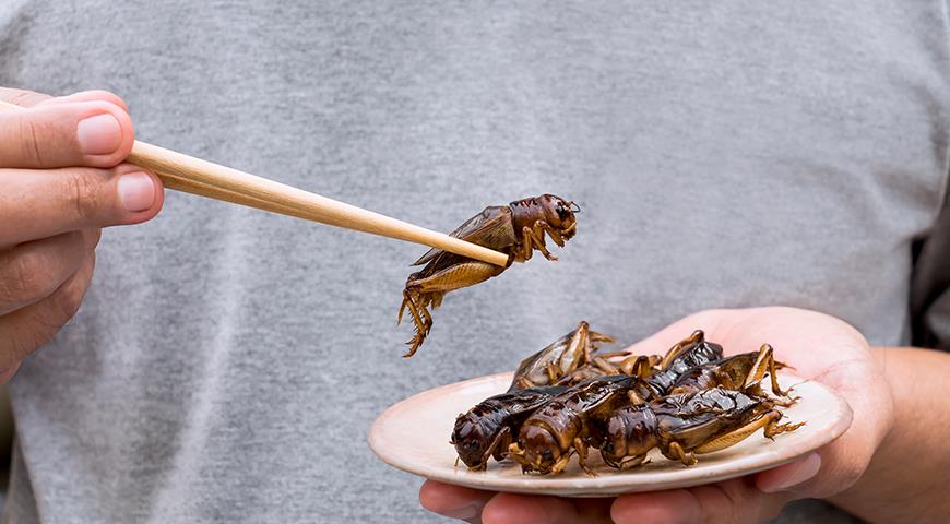 Майский жук в саду и на тарелке: все секреты энтомофагии майский жук, насекомые, необычная гастрономия, энтомофагия