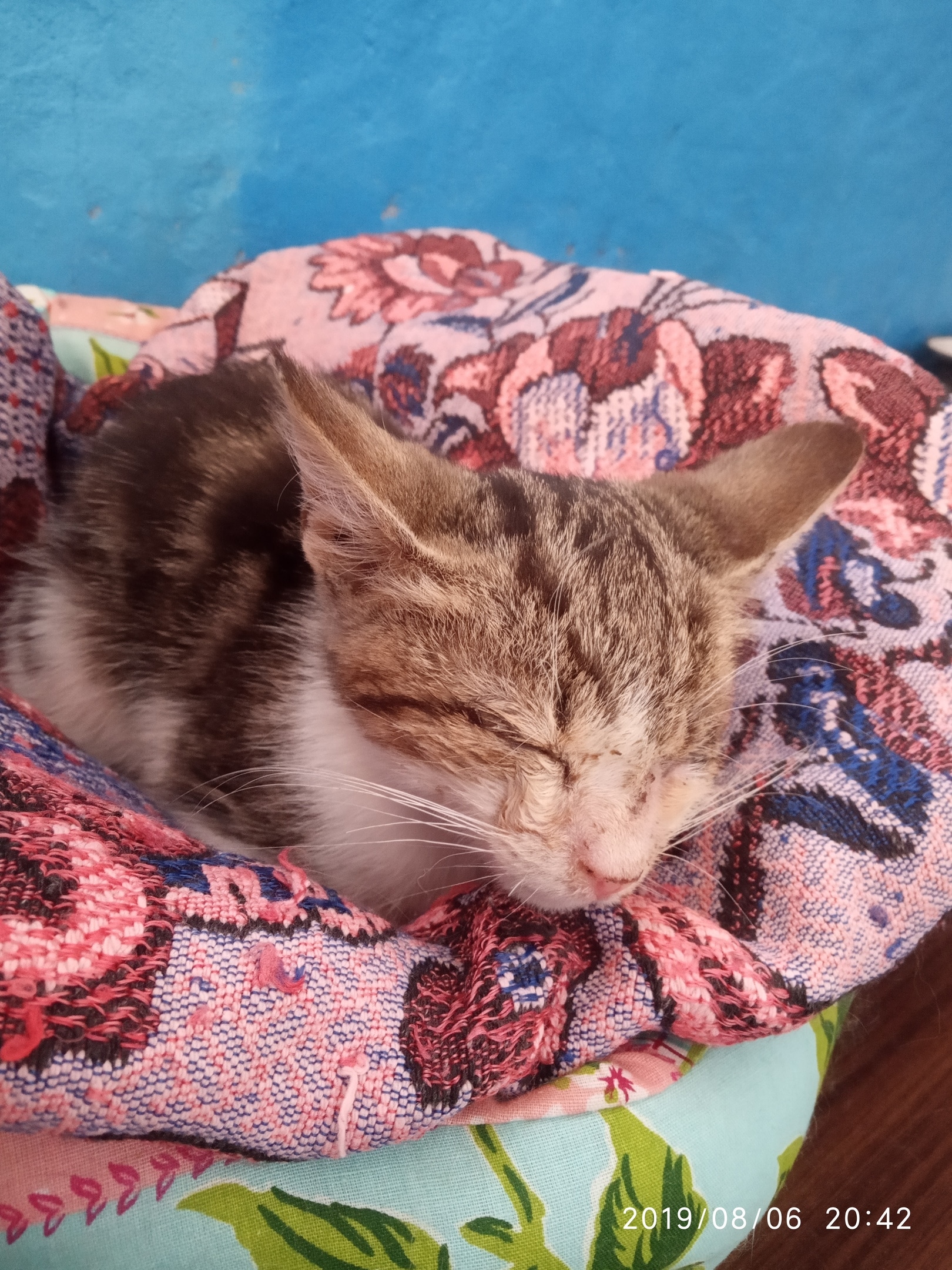 больной котёнок