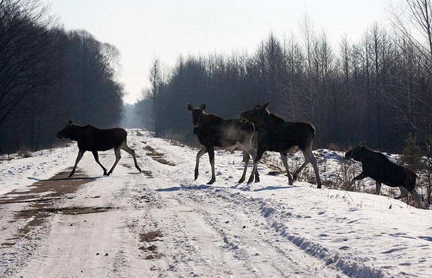 Животные Чернобыля: жизнь после катастрофы