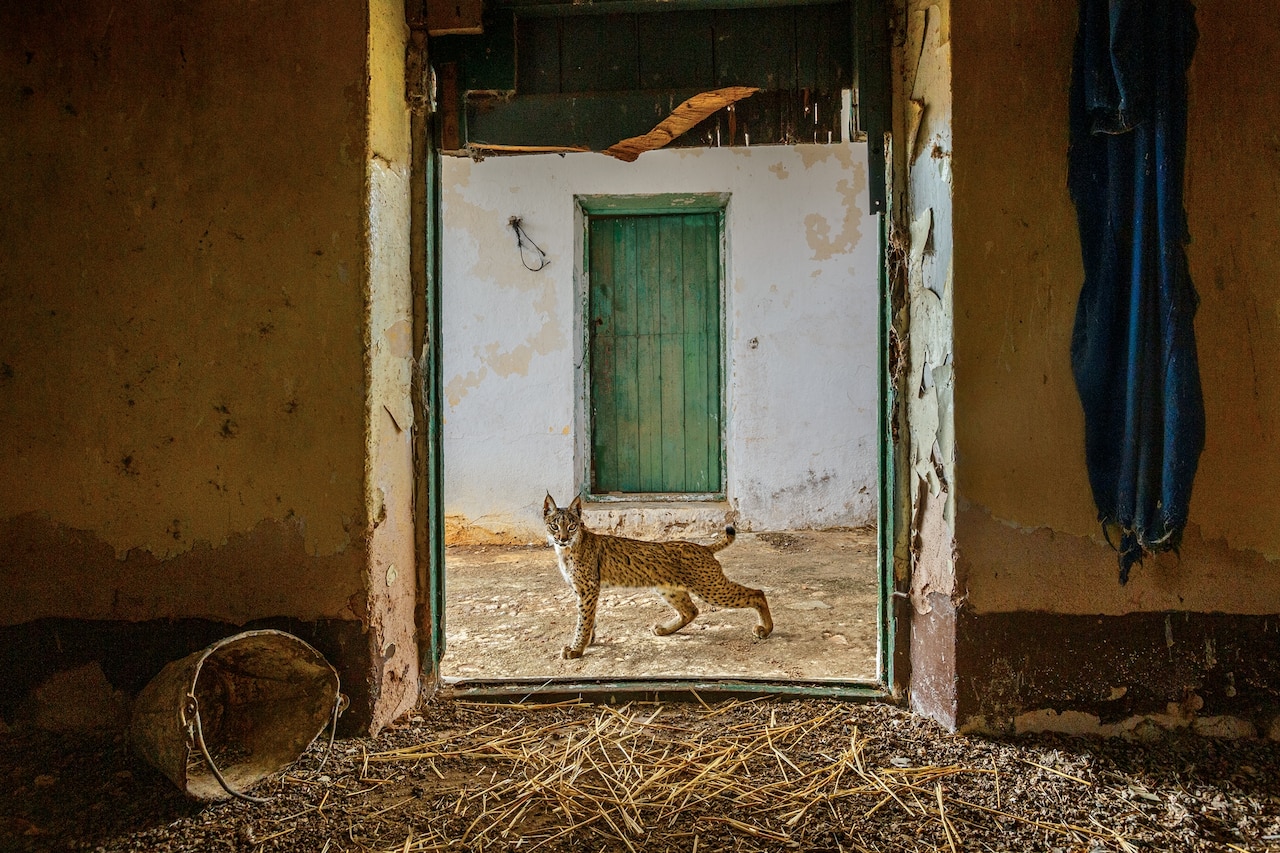 Фотография молодой рыси, обрамленной дверным косяком деревенской фермы, смотрит в камеру.