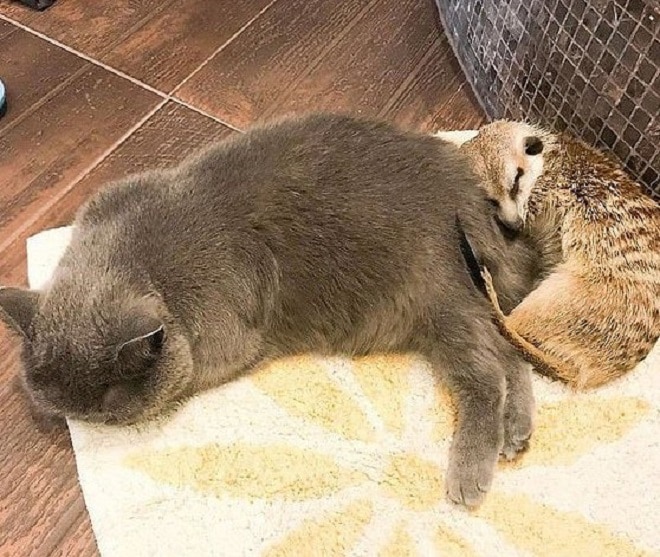 Спящие питомцы