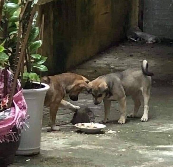 ДРУЖБА ЖИВОТНЫХ ДРУЖБА ЖИВОТНЫХ