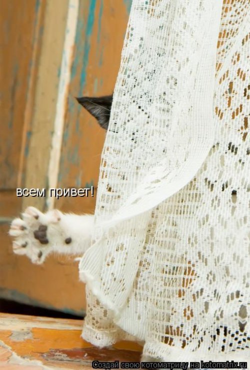 Новая котоматрица 