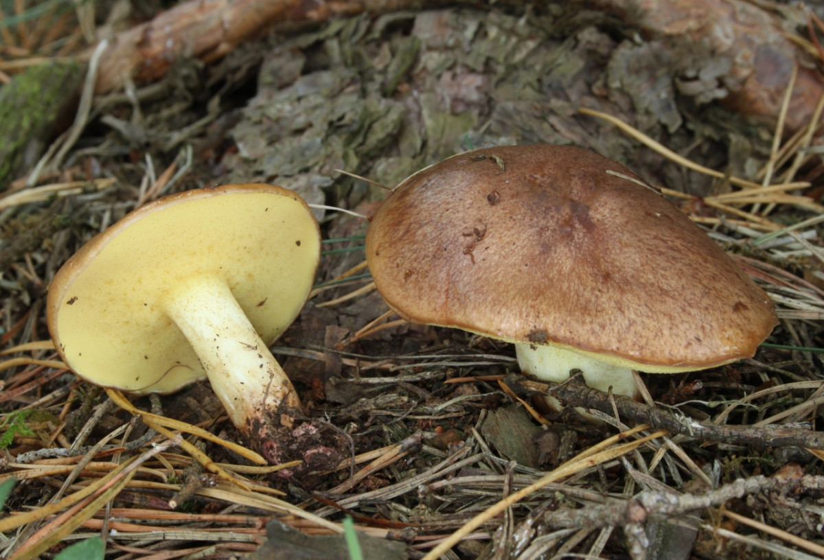 Маслята в саду — собираем, выращиваем и готовим правильно Suillus, грибы, диаметром, микоризу, маслята, может, шляпкой, маслят, почвы, сосной, грибов, шляпка, масленок, мякоть, можно, стоит, лесах, отличается, имеет, поскольку