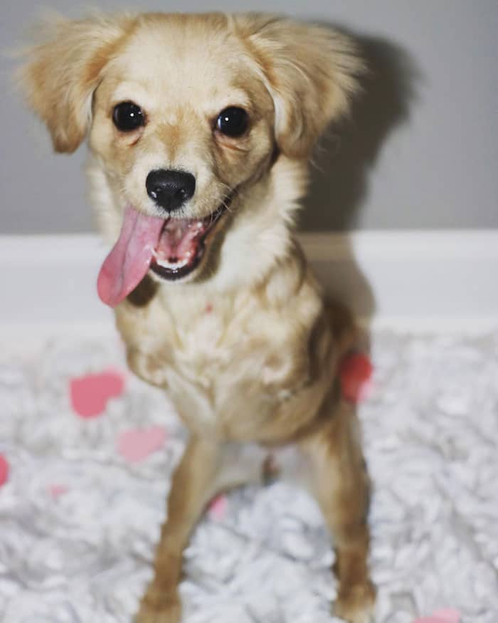 собака-инвалид