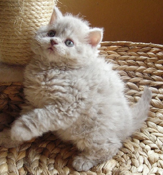 Selkirk Reks Neveroyatnaya Poroda Koshek Kotoraya Zavoyuet Vashe Serdce Svoimi Rukami 8 Fevralya Mediaplatforma Mirtesen