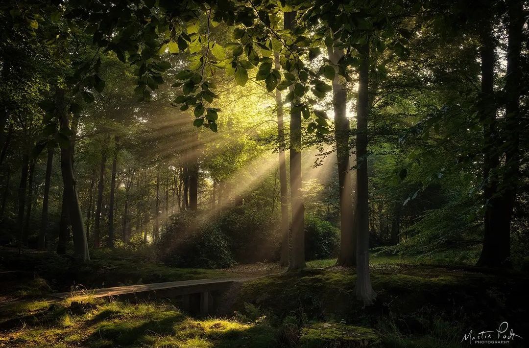 Волшебные леса на снимках Мартина Подта лес,тревел-фото