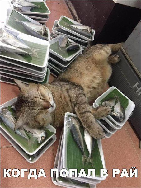 Прикольные фотомемы!