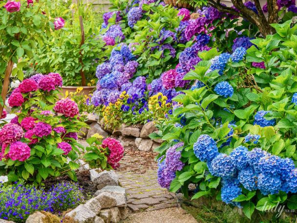Как изменить цвет гортензий дача,сад и огород,цветоводство