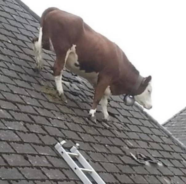 Прикольные мемы и картинки Прикольные мемы и картинки