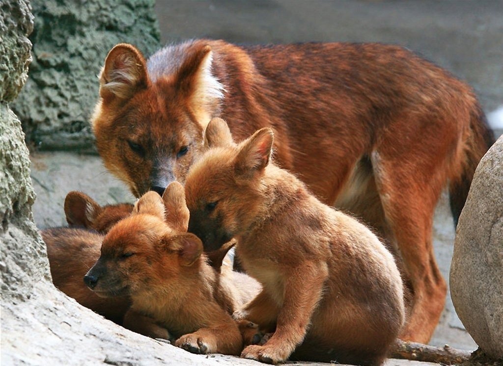 Красный волк мама с детенышами