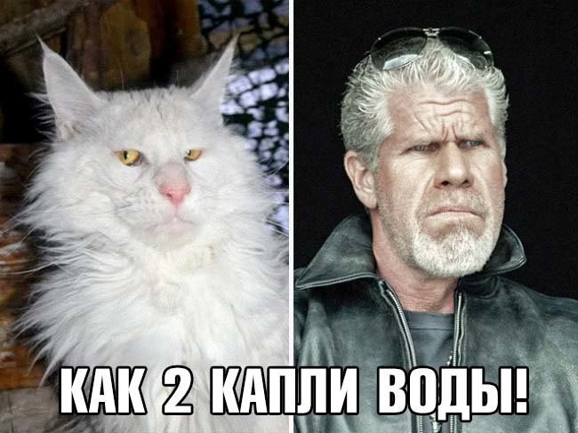 Веселые картинки и фотографии с надписью со смыслом (12 фото)