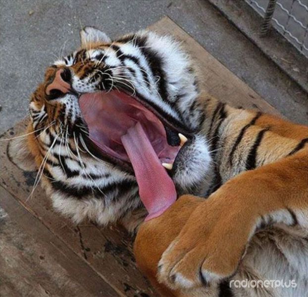 Эти смешные животные Эти смешные животные