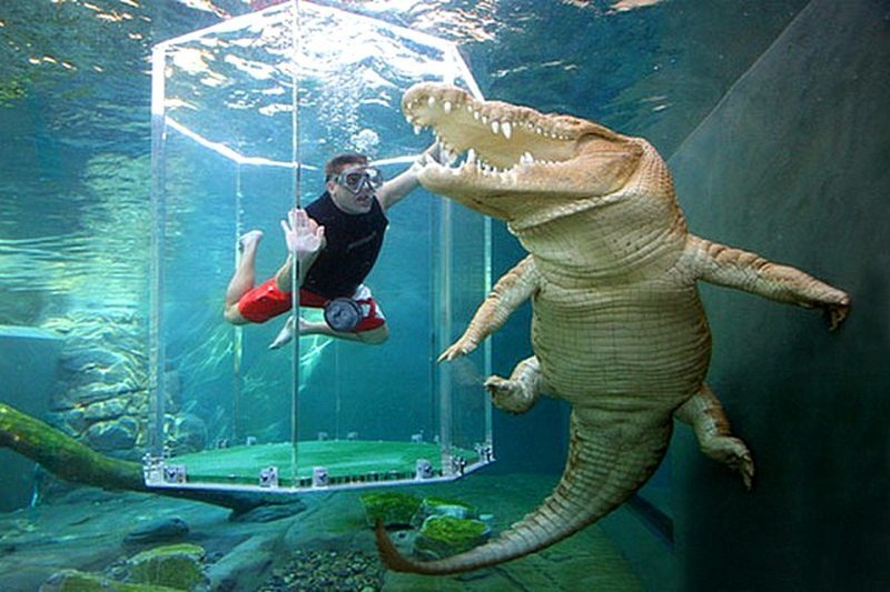 Самая крупная в мире рептилия (и самая опасная для человека) — морской крокодил. животный мир, информация, юмор