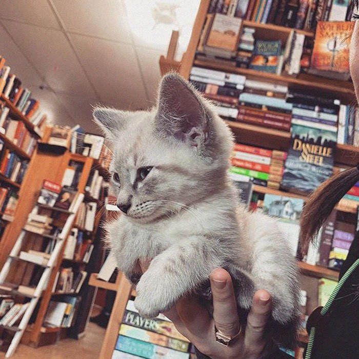 Канадский книжный магазин, в котором много кошек магазина, книжного, котят, Книжный, магазине, магазин, котенка, просто, Новой, расходы, медицинские, включая, покрывает, усыновление, Плата, канадских, доллара, долларов, будущие, стоит