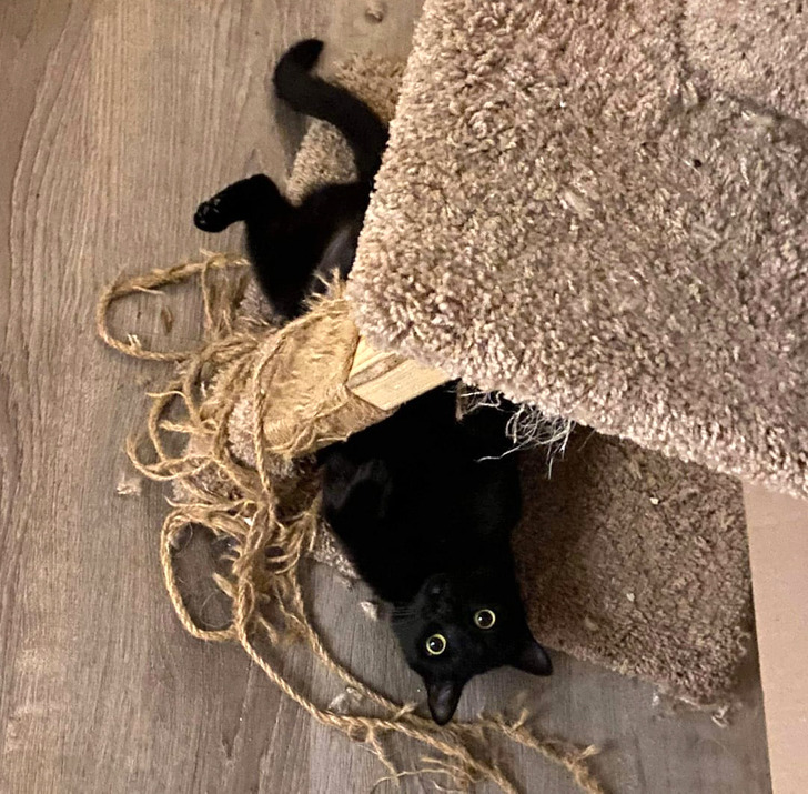 18 обитателей приюта, которые кого хочешь покорят, и моргнуть не успеешь 18 обитателей приюта, которые кого хочешь покорят, и моргнуть не успеешь