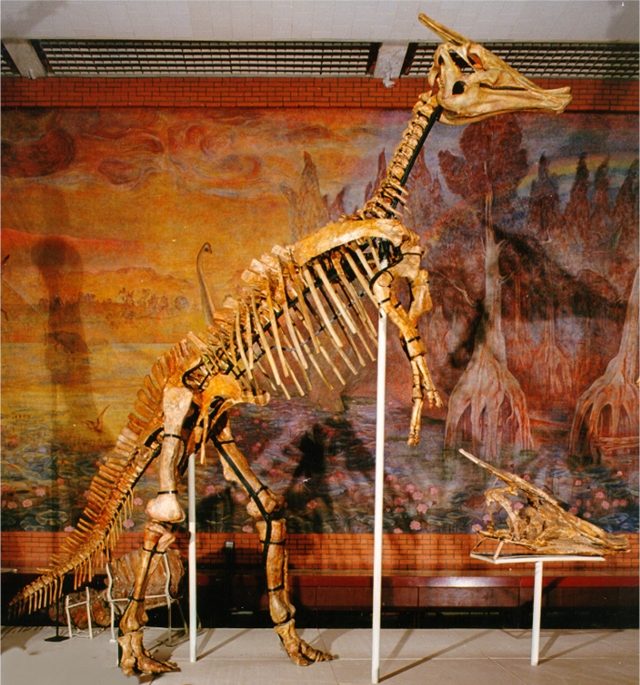 Рис. 5. Скелет зауролофа (Saurolophus angustirostris); взрослое животное было ростом около 5-6 м. Вид открыл Анатолий Константинович Рождественский в 1952 г