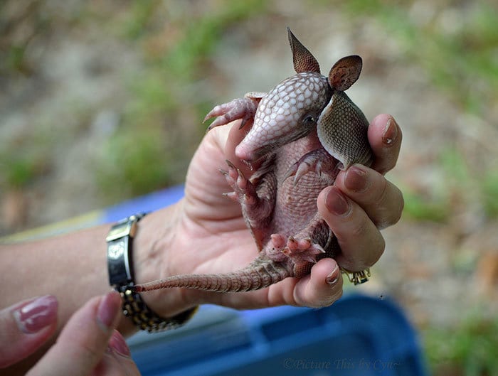 Baby Armadillo