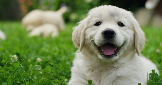 7 доказательств того, что собака вас любит домашние животные,наши любимцы