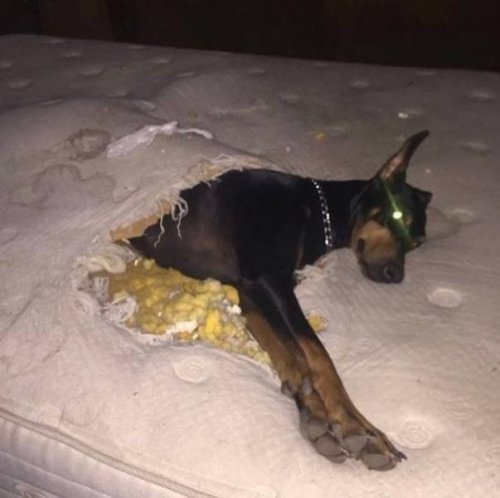 Прелестные животные, которые подарят вам улыбку