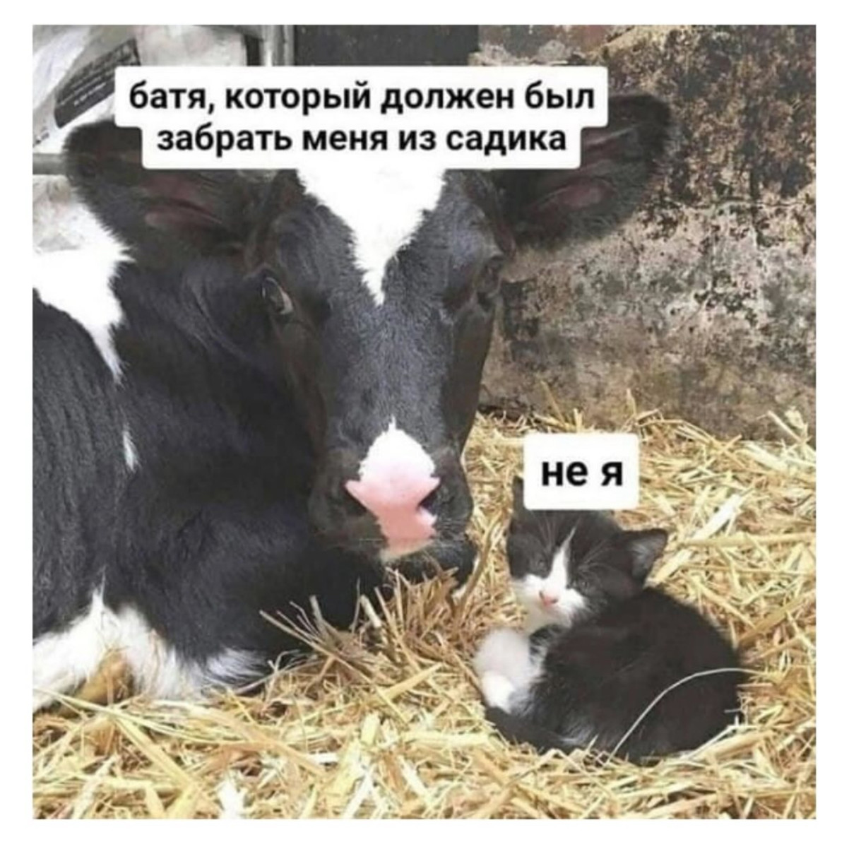 Звонок будильника означает, что лучшая часть суток уже закончилась... Звонок будильника означает, что лучшая часть суток уже закончилась...