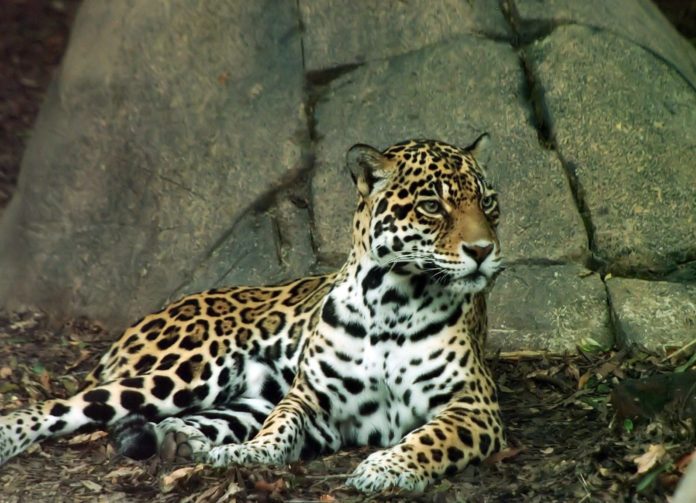 Panthera onca veracrucis (техасский ягуар)