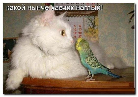 Свежие веселые картинки 