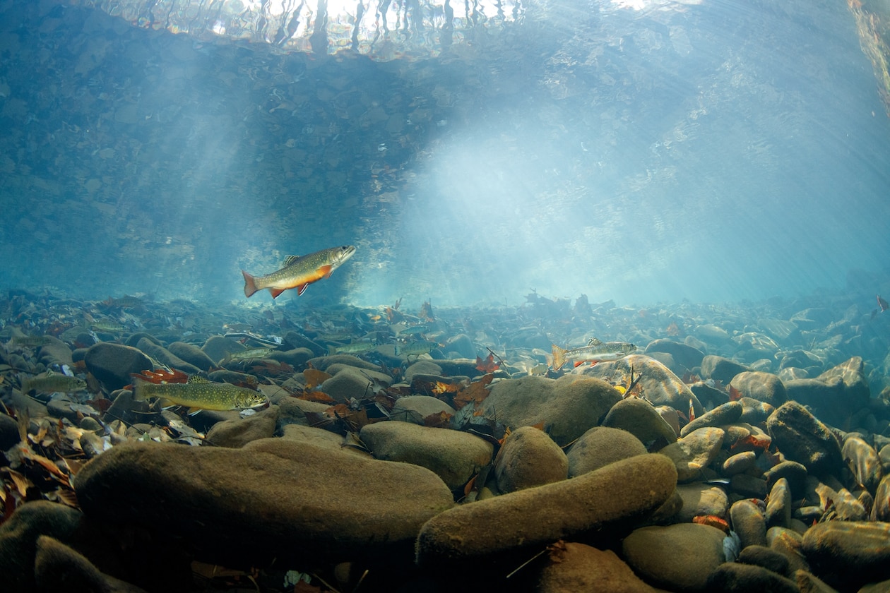 Фотография трех ручьевых форелей в чистых водах ручья Вирджинии.