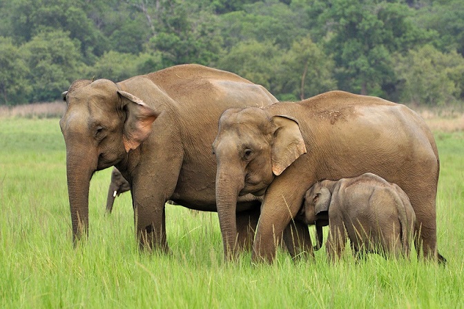 Слоны пришли в индийскую больницу