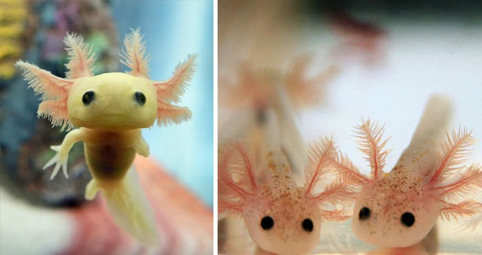 Baby Axolotl