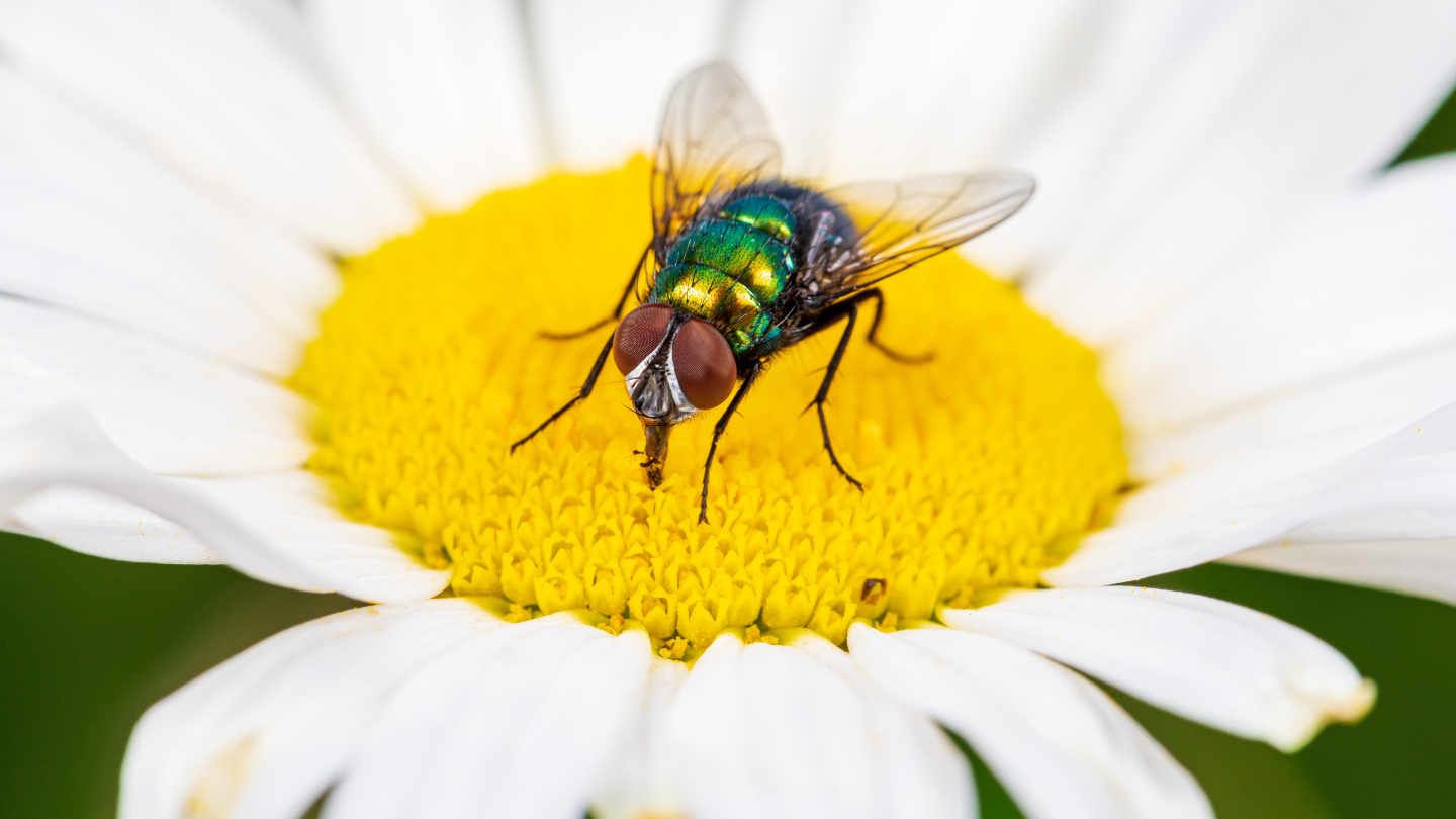 Чем занимаются растения в течение дня растения, растений, просто, которые, растение, чтобы, цветки, листья, процесс, могут, сигналы, летучие, сигнал, может, вещества, используют, пшеница, которая, активной, гниения