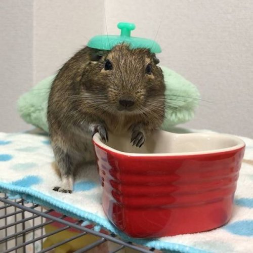 Не все в качестве домашних питомцев держат кошек и собак 