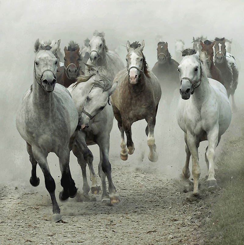 Фотография: Сказочная красота — арабские и андалузские лошади №14 - BigPicture.ru