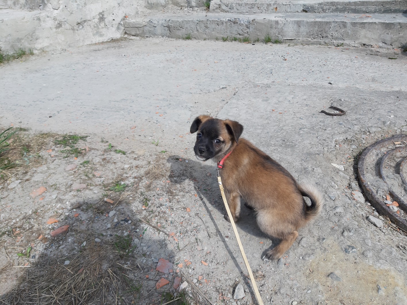 щенок на прогулке