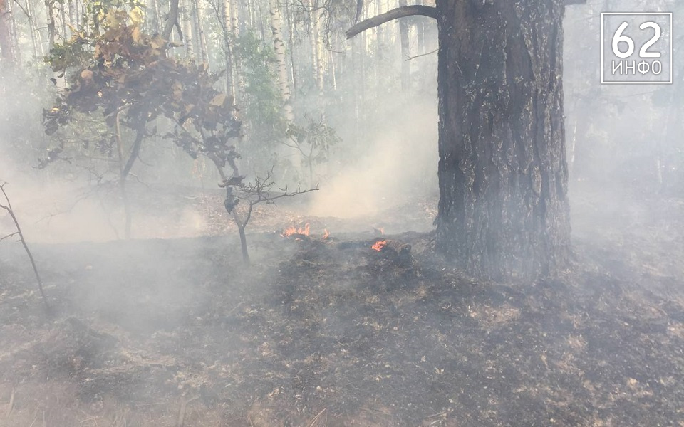 Рязанская область вошла в ТОП-3 по лесным пожарам в ЦФО