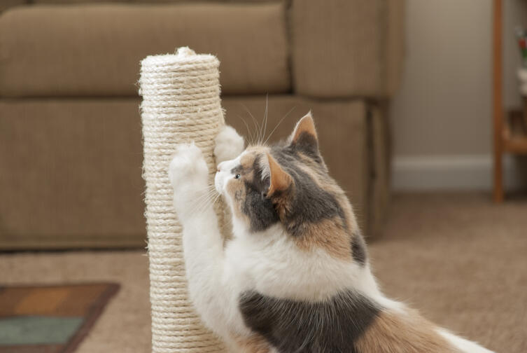 Как защитить диван от кошачьих когтей? домашние животные,наши любимцы