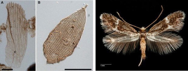 Рис. 3. Слева: чешуйки Lepidoptera, извлеченные из бурового керна при споро-пыльцевом анализе, под световым микроскопом, длины масштабных отрезков — 20 мкм. Фото из обсуждаемой статьи в Science Advances. Справа: примитивное хоботковое чешуекрылое, относящееся к семейству Acanthopteroctetidae. Чешуйки такого же строения, как у этого насекомого, были найдены в отложениях конца триаса — начала юры. Фото с сайта bugguide.net