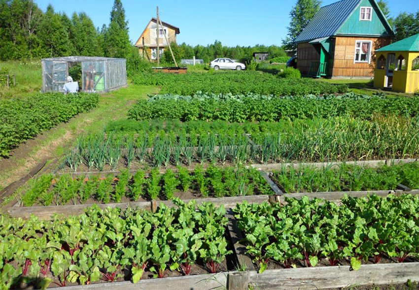 Фото огорода с грядками с овощами