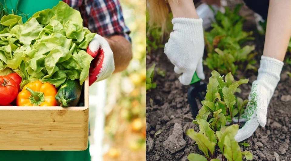 Боремся с сорняками и улучшаем почву: 8 лучших сидератов для огорода дача,сад и огород,советы огороднику