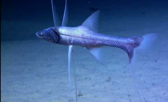 На глубине 6 километров камера батискафа заметила рыбу, которая перемещается по дну на 3 «ногах» Культура