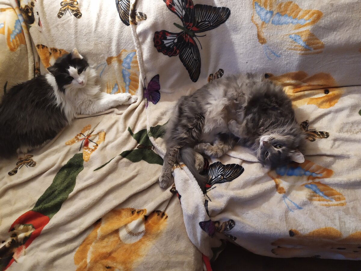 Осторожнее, котик, а то муху проглотишь! Сонные зевающие коты Осторожнее, котик, а то муху проглотишь! Сонные зевающие коты супер