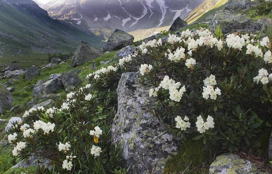 Ð¾Ð±ÑÐ¾ÑÑÐ¸Ð¹ ÐºÐ°Ð¼ÐµÐ½Ñ