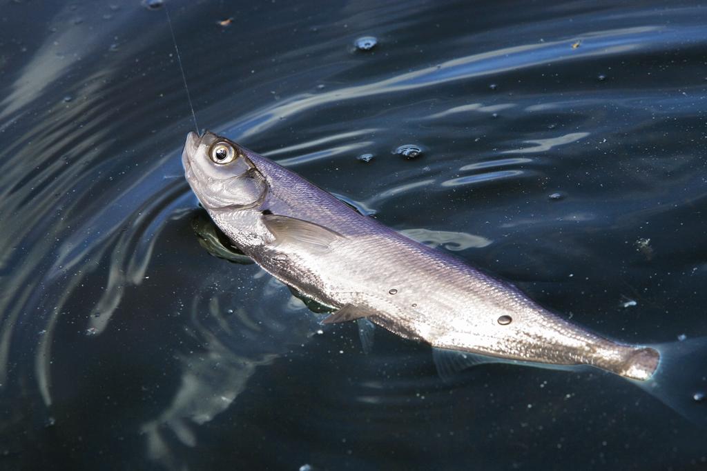 Ножевидная форма тела чехони способствует большой скорости плавания этой рыбы.