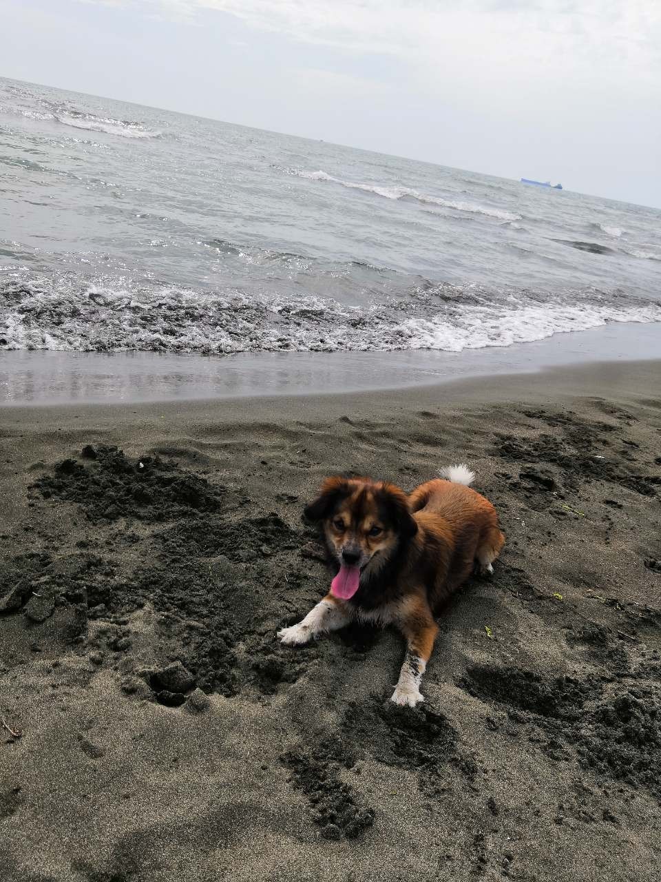 собака на море