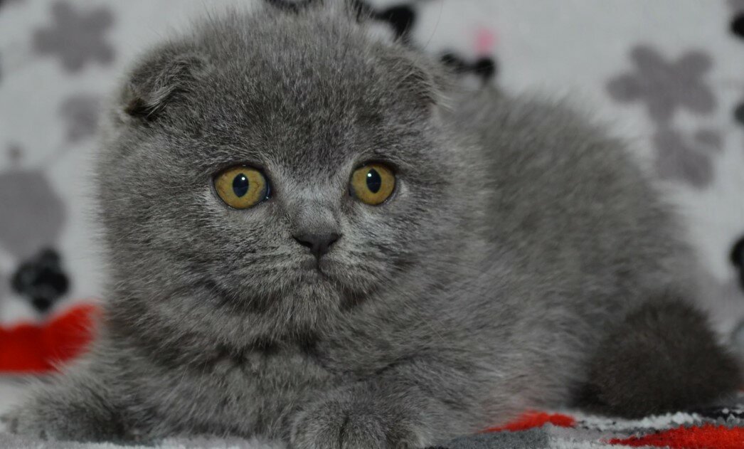 Запаршивец