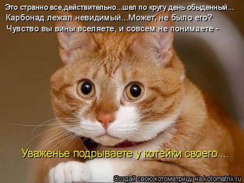 Лучшая котоматрица недели смешные картинки