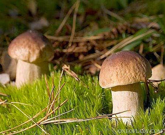 1233396269_1188906833mushroom_011_thumb[6]