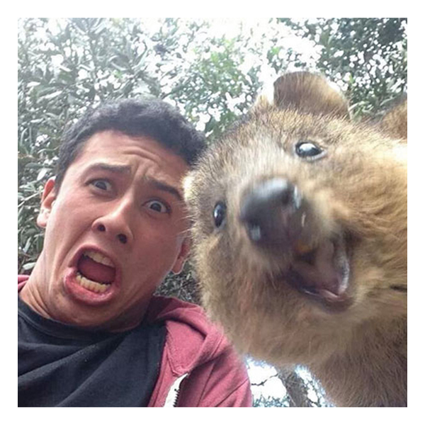8 funny animal selfies Котики и кенгуру делают лучшие селфики