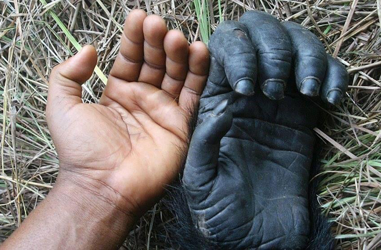 Почему у человека именно по пять пальцев на руках и ногах? пальцы,человек,эволюция